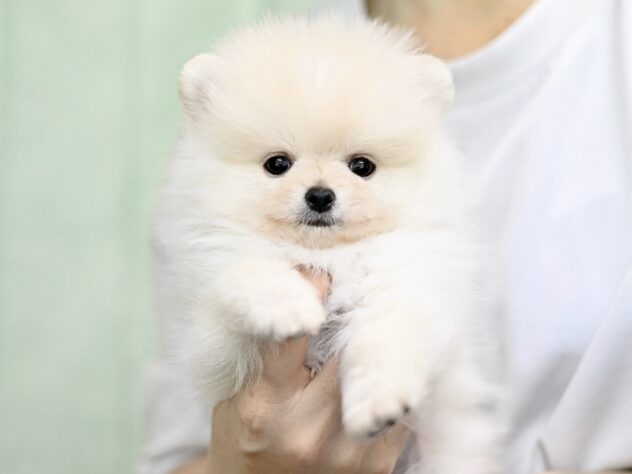 岡山県のポメラニアン (アミーゴ大安寺店/2025年9月15日生まれ/男の子/クリーム)の子犬の2枚目の画像