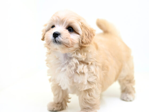 岡山県のハーフ犬・ミックス犬 (アミーゴ大安寺店/2025年9月8日生まれ/男の子/クリーム)の子犬の4枚目の画像