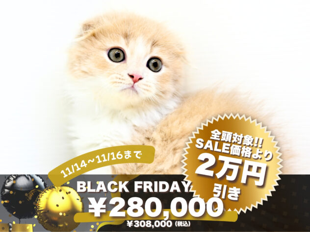 岡山県のフォールデックス (アミーゴ大安寺店/2025年8月17日生まれ/男の子/クリームタビーホワイト)の子猫の1枚目の画像