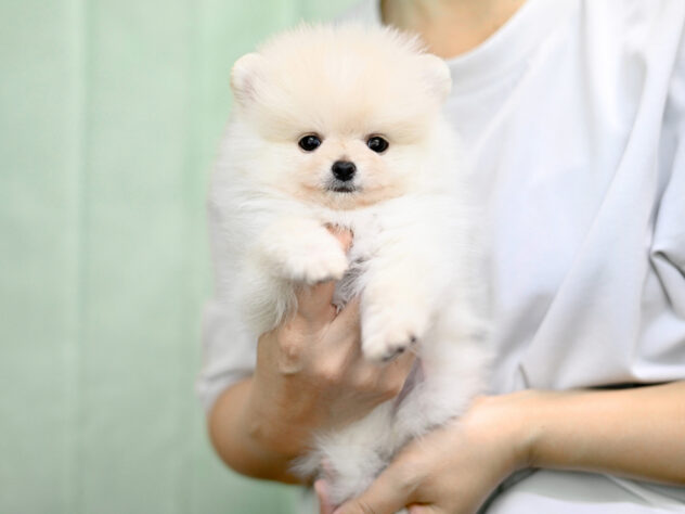 岡山県のポメラニアン (アミーゴ大安寺店/2025年9月15日生まれ/男の子/クリーム)の子犬の3枚目の画像