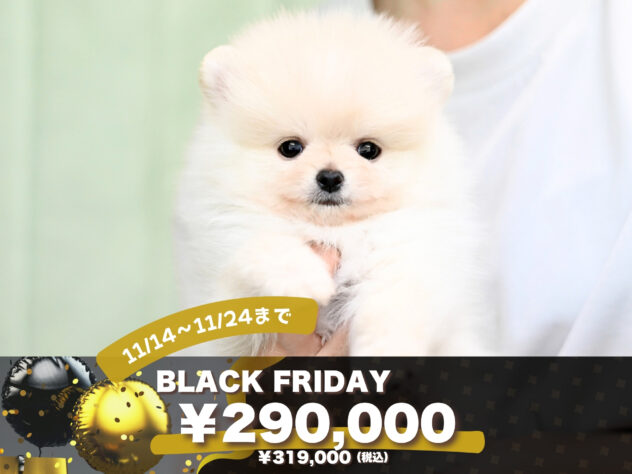 岡山県のポメラニアン (アミーゴ大安寺店/2025年9月15日生まれ/男の子/クリーム)の子犬
