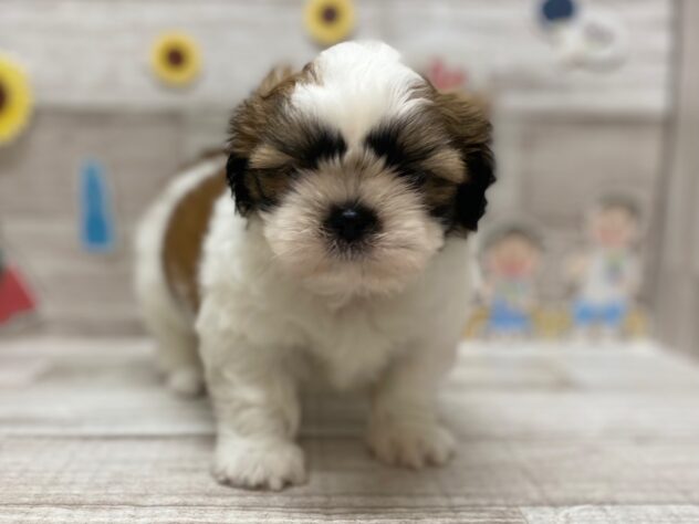 宮城県のシーズー (アミーゴ多賀城店/2025年6月26日生まれ/男の子/ホワイトゴールド)の子犬