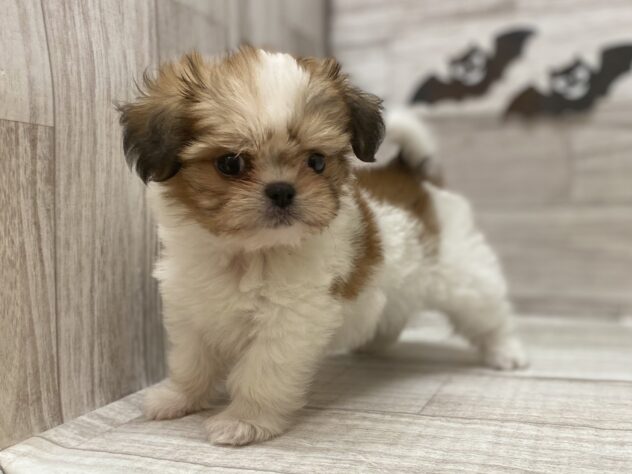 宮城県のハーフ犬・ミックス犬 (アミーゴ多賀城店/2025年7月2日生まれ/女の子/ホワイトブラウン)の子犬