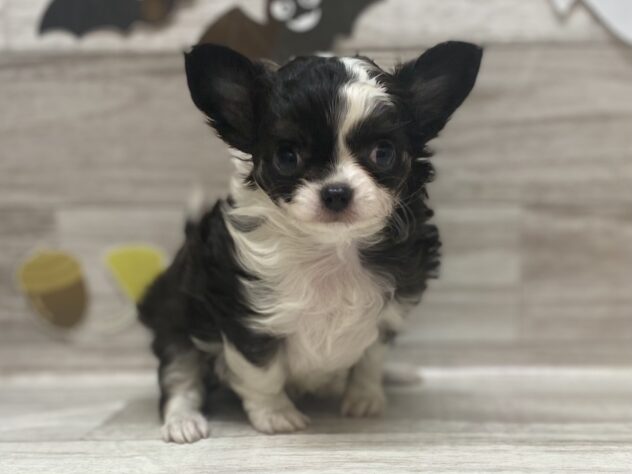 秋田県のチワワ(ロング) (アミーゴ横手店/2025年7月24日生まれ/女の子/ブラックタンホワイト)の子犬