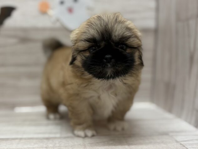 秋田県のハーフ犬・ミックス犬 (アミーゴ横手店/2025年8月6日生まれ/男の子/フォーンホワイト)の子犬