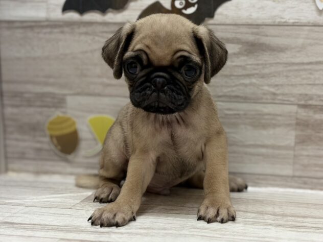 秋田県のパグ (アミーゴ横手店/2025年8月11日生まれ/男の子/フォーン)の子犬