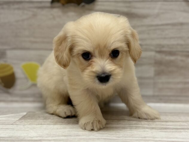 秋田県のハーフ犬・ミックス犬 (アミーゴ横手店/2025年8月13日生まれ/男の子/クリーム)の子犬