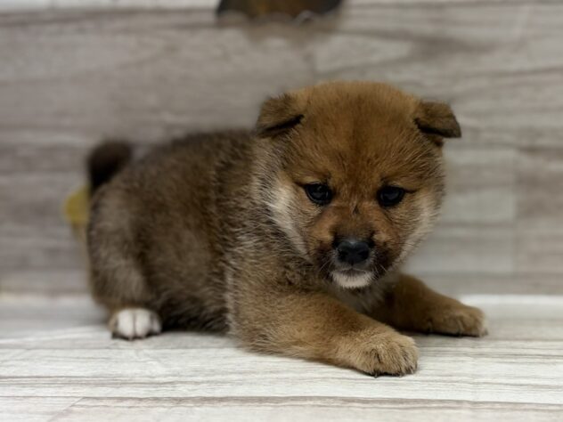 宮城県の柴犬(標準サイズ) (アミーゴ多賀城店/2025年9月1日生まれ/男の子/赤)の子犬