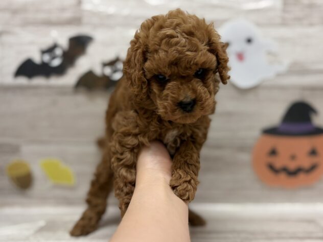 宮城県のトイプードル(トイ) (アミーゴ多賀城店/2025年9月3日生まれ/男の子/レッド)の子犬