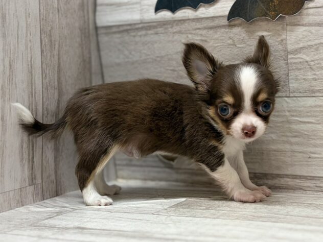 宮城県のチワワ(ロング) (アミーゴ多賀城店/2025年9月4日生まれ/男の子/チョコレートタンホワイト)の子犬