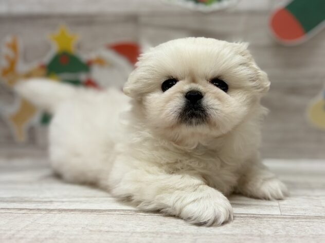 宮城県のペキニーズ (アミーゴ多賀城店/2025年9月11日生まれ/女の子/06 ホワイト系)の子犬