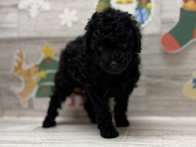 宮城県のトイプードル(トイ) (アミーゴ多賀城店/2025年9月11日生まれ/女の子/ブラック)の子犬