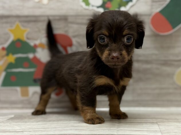 秋田県のハーフ犬・ミックス犬 (アミーゴ横手店/2025年9月25日生まれ/男の子/チョコレートタン)の子犬