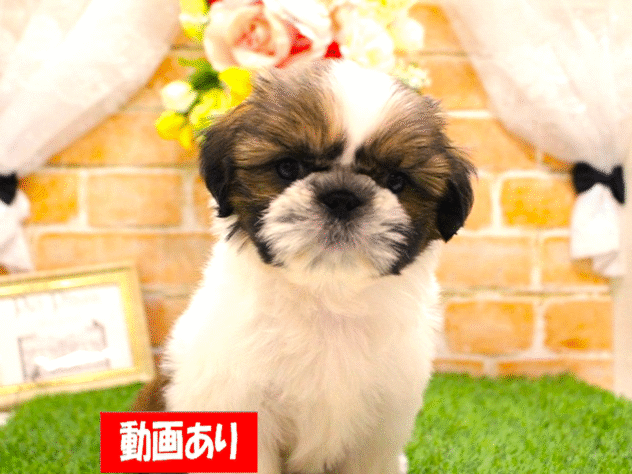 兵庫県のシーズー (ペット・プラザ アミーゴ三田店/2025年9月4日生まれ/女の子/ホワイトゴールド)の子犬の1枚目の画像