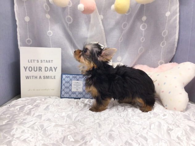 愛知県のヨークシャーテリア (アミーゴ知立店/2025年9月5日生まれ/男の子/スチールブルータン)の子犬の2枚目の画像