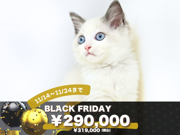 岡山県のラグドール (アミーゴ大安寺店/2025年8月14日生まれ/女の子/ブルーポイントバイカラー)の子猫の1枚目の画像