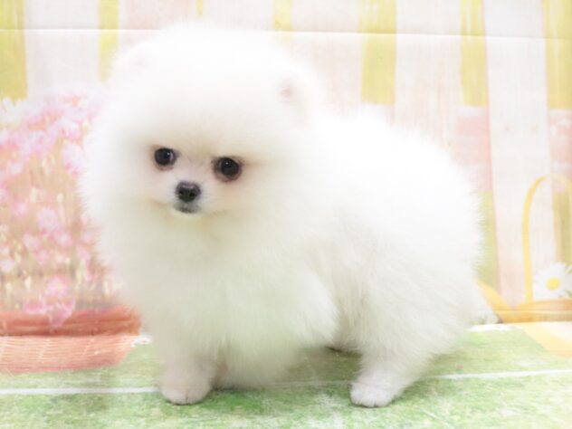 大阪府のポメラニアン (アミーゴ鳳店/2025年9月18日生まれ/男の子/ホワイト)の子犬の2枚目の画像