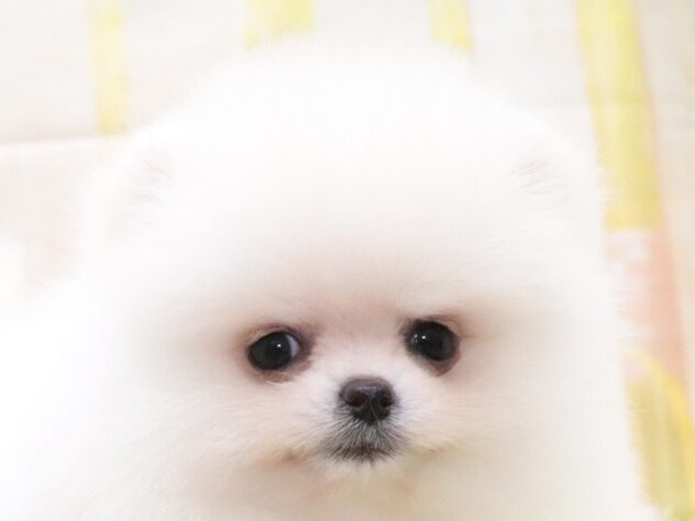 大阪府のポメラニアン (アミーゴ鳳店/2025年9月18日生まれ/男の子/ホワイト)の子犬の3枚目の画像