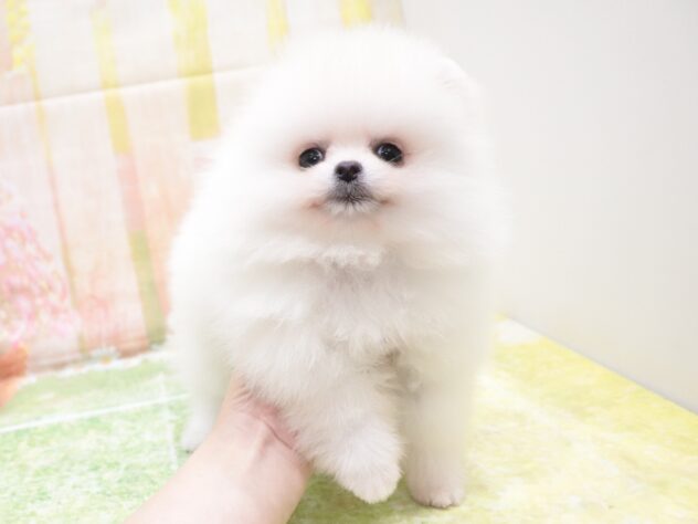 大阪府のポメラニアン (アミーゴ鳳店/2025年9月18日生まれ/男の子/ホワイト)の子犬の4枚目の画像