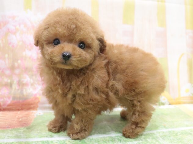 大阪府のトイプードル(トイ) (アミーゴ鳳店/2025年9月18日生まれ/男の子/オレンジフォーン)の子犬の2枚目の画像