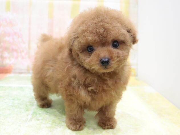 大阪府のトイプードル(トイ) (アミーゴ鳳店/2025年9月18日生まれ/男の子/オレンジフォーン)の子犬の3枚目の画像