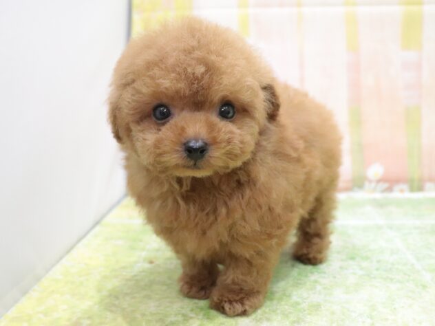 大阪府のトイプードル(トイ) (アミーゴ鳳店/2025年9月18日生まれ/男の子/オレンジフォーン)の子犬の4枚目の画像