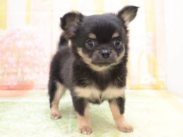 大阪府のチワワ(ロング) (アミーゴ鳳店/2025年9月22日生まれ/女の子/ブラックタンホワイト)の子犬の2枚目の画像