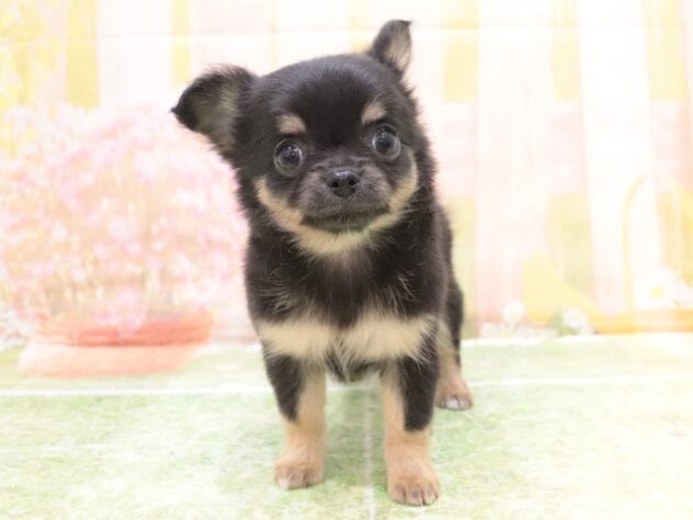 大阪府のチワワ(ロング) (アミーゴ鳳店/2025年9月22日生まれ/女の子/ブラックタンホワイト)の子犬の3枚目の画像