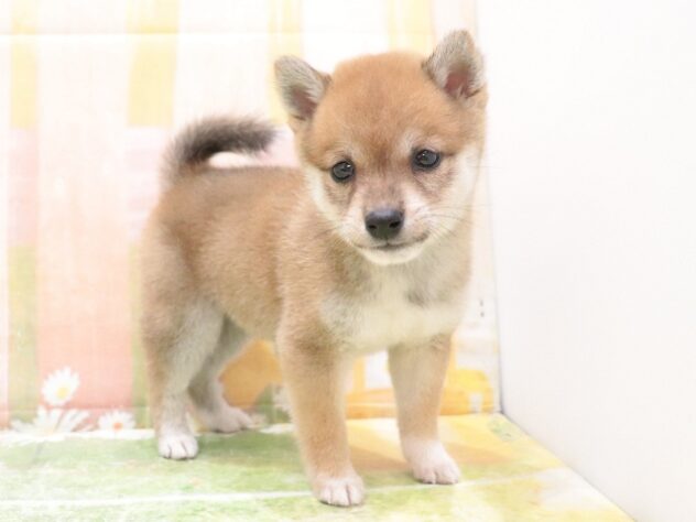 大阪府の豆柴 (アミーゴ鳳店/2025年9月21日生まれ/女の子/赤)の子犬の2枚目の画像