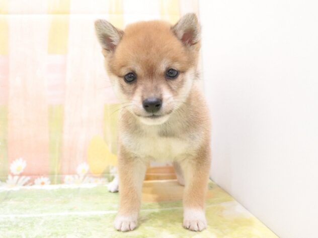 大阪府の豆柴 (アミーゴ鳳店/2025年9月21日生まれ/女の子/赤)の子犬の3枚目の画像