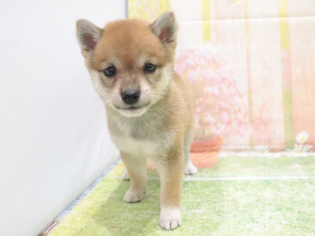 大阪府の豆柴 (アミーゴ鳳店/2025年9月21日生まれ/女の子/赤)の子犬の4枚目の画像