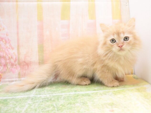 大阪府のサイベリアン (アミーゴ鳳店/2025年9月18日生まれ/男の子/レッドタビー)の子猫の2枚目の画像