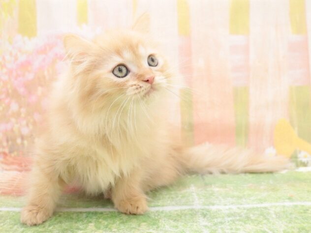 大阪府のサイベリアン (アミーゴ鳳店/2025年9月18日生まれ/男の子/レッドタビー)の子猫の3枚目の画像