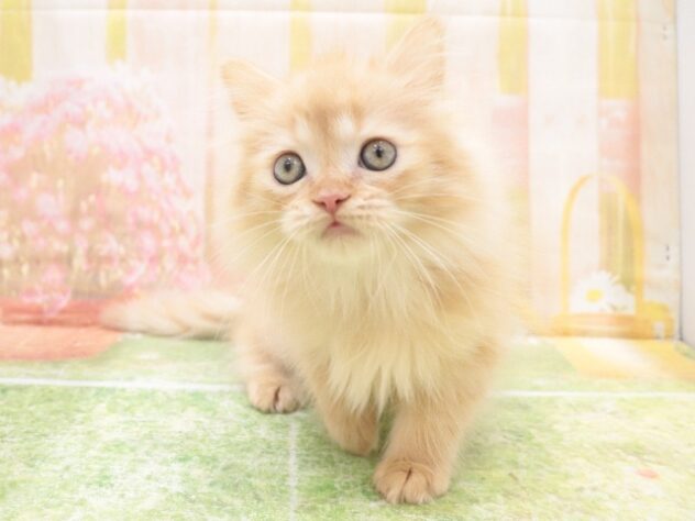 大阪府のサイベリアン (アミーゴ鳳店/2025年9月18日生まれ/男の子/レッドタビー)の子猫の4枚目の画像