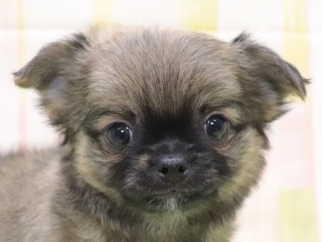 大阪府のチワワ(ロング) (アミーゴ鳳店/2025年9月21日生まれ/女の子/フォーン)の子犬の2枚目の画像