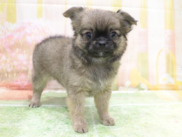 大阪府のチワワ(ロング) (アミーゴ鳳店/2025年9月21日生まれ/女の子/フォーン)の子犬の3枚目の画像