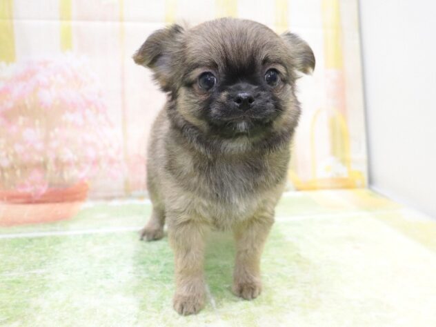 大阪府のチワワ(ロング) (アミーゴ鳳店/2025年9月21日生まれ/女の子/フォーン)の子犬の4枚目の画像