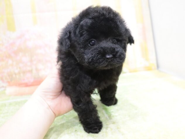 大阪府のトイプードル(トイ) (アミーゴ鳳店/2025年9月22日生まれ/女の子/ブラック)の子犬の2枚目の画像