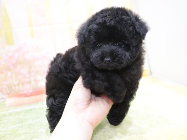 大阪府のトイプードル(トイ) (アミーゴ鳳店/2025年9月22日生まれ/女の子/ブラック)の子犬の3枚目の画像