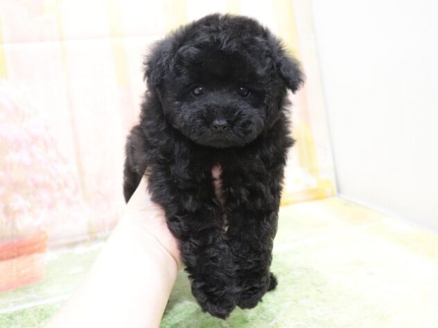 大阪府のトイプードル(トイ) (アミーゴ鳳店/2025年9月22日生まれ/女の子/ブラック)の子犬の4枚目の画像