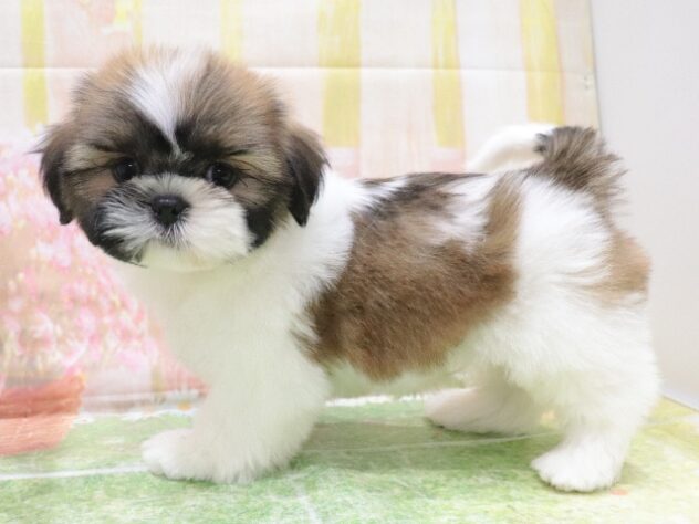 大阪府のシーズー (アミーゴ鳳店/2025年9月22日生まれ/男の子/ホワイトゴールド)の子犬の2枚目の画像