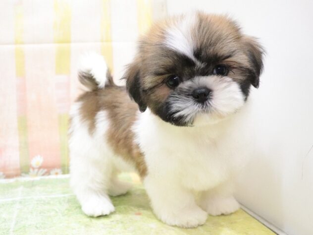 大阪府のシーズー (アミーゴ鳳店/2025年9月22日生まれ/男の子/ホワイトゴールド)の子犬の3枚目の画像