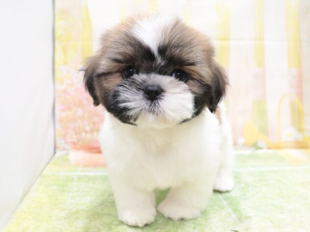 大阪府のシーズー (アミーゴ鳳店/2025年9月22日生まれ/男の子/ホワイトゴールド)の子犬の4枚目の画像