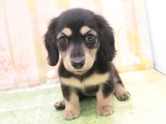 大阪府のミニチュアダックスフンド(ロング) (アミーゴ鳳店/2025年9月29日生まれ/女の子/ブラックイエロー)の子犬の2枚目の画像