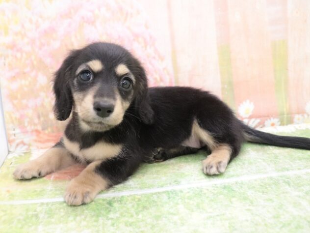 大阪府のミニチュアダックスフンド(ロング) (アミーゴ鳳店/2025年9月29日生まれ/女の子/ブラックイエロー)の子犬の4枚目の画像