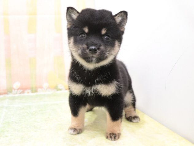 大阪府の豆柴 (アミーゴ鳳店/2025年9月28日生まれ/女の子/黒)の子犬の2枚目の画像