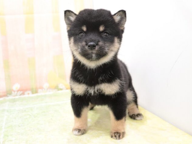 大阪府の豆柴 (アミーゴ鳳店/2025年9月28日生まれ/女の子/黒)の子犬の3枚目の画像