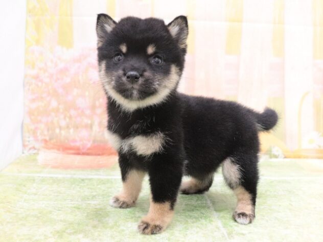 大阪府の豆柴 (アミーゴ鳳店/2025年9月28日生まれ/女の子/黒)の子犬の4枚目の画像