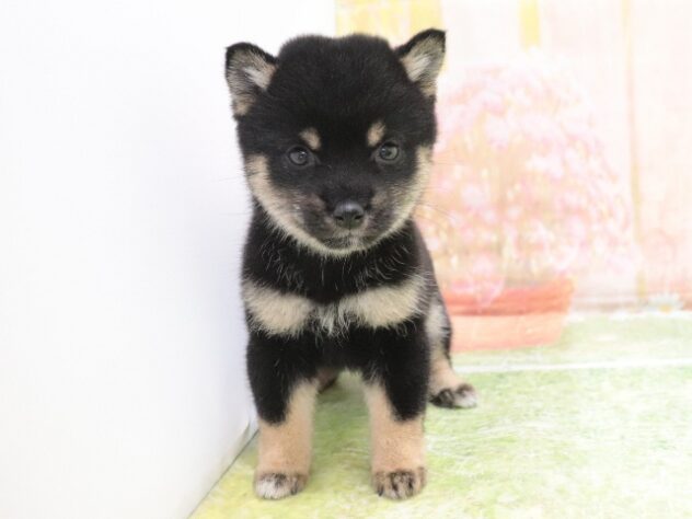 大阪府の豆柴 (アミーゴ鳳店/2025年9月30日生まれ/男の子/黒)の子犬の2枚目の画像