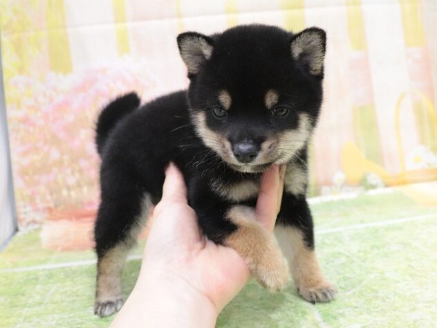 大阪府の豆柴 (アミーゴ鳳店/2025年9月30日生まれ/男の子/黒)の子犬の3枚目の画像